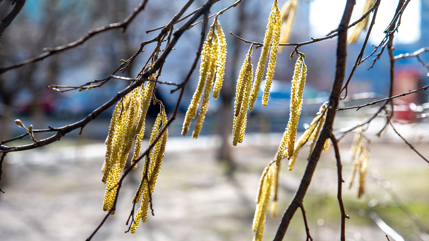 Heuschnupften beginnt immer früher
